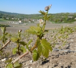 Champagne Jacques SONNETTE - Champagne Jacques SONNETTE -