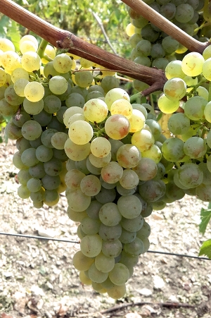 Champagne Jacques SONNETTE - Chardonnay