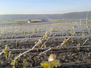 Champagne Jacques SONNETTE - Protection anti-gel�e par aspersion