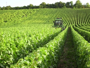 Champagne Jacques SONNETTE - Le rognage