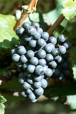 Champagne Jacques SONNETTE - Pinot Meunier