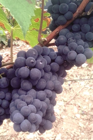 Champagne Jacques SONNETTE - Pinot Noir