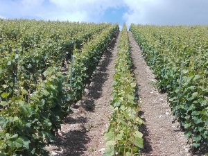 Champagne Jacques SONNETTE - Le relevage