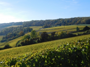 Champagne Jacques SONNETTE - Les coteaux de la Vall�e de la Marne